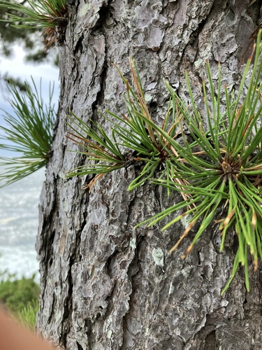 Pinus rigida