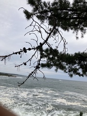 Pinus rigida, photograph author not stated, no rights reserved