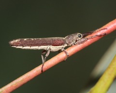Belidae