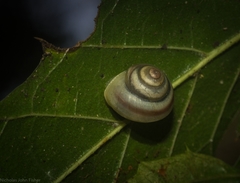 Posorites conscendens