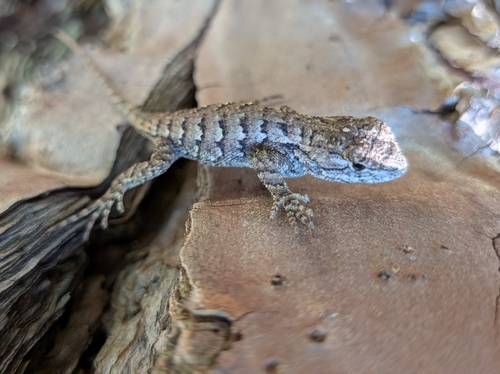 Eastern Fence Lizard