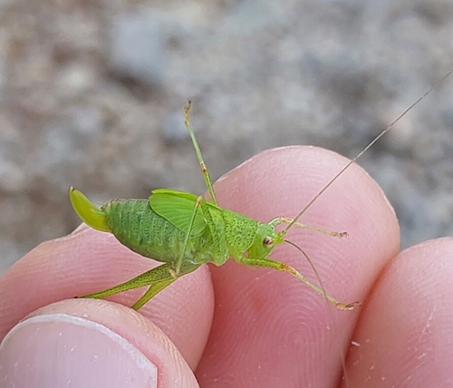 Mediterranean Katydid