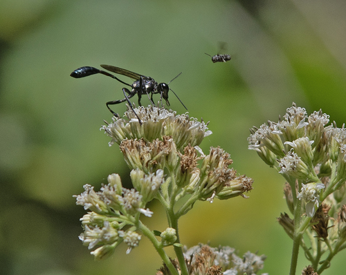 Gold-marked Thread-waisted Wasp