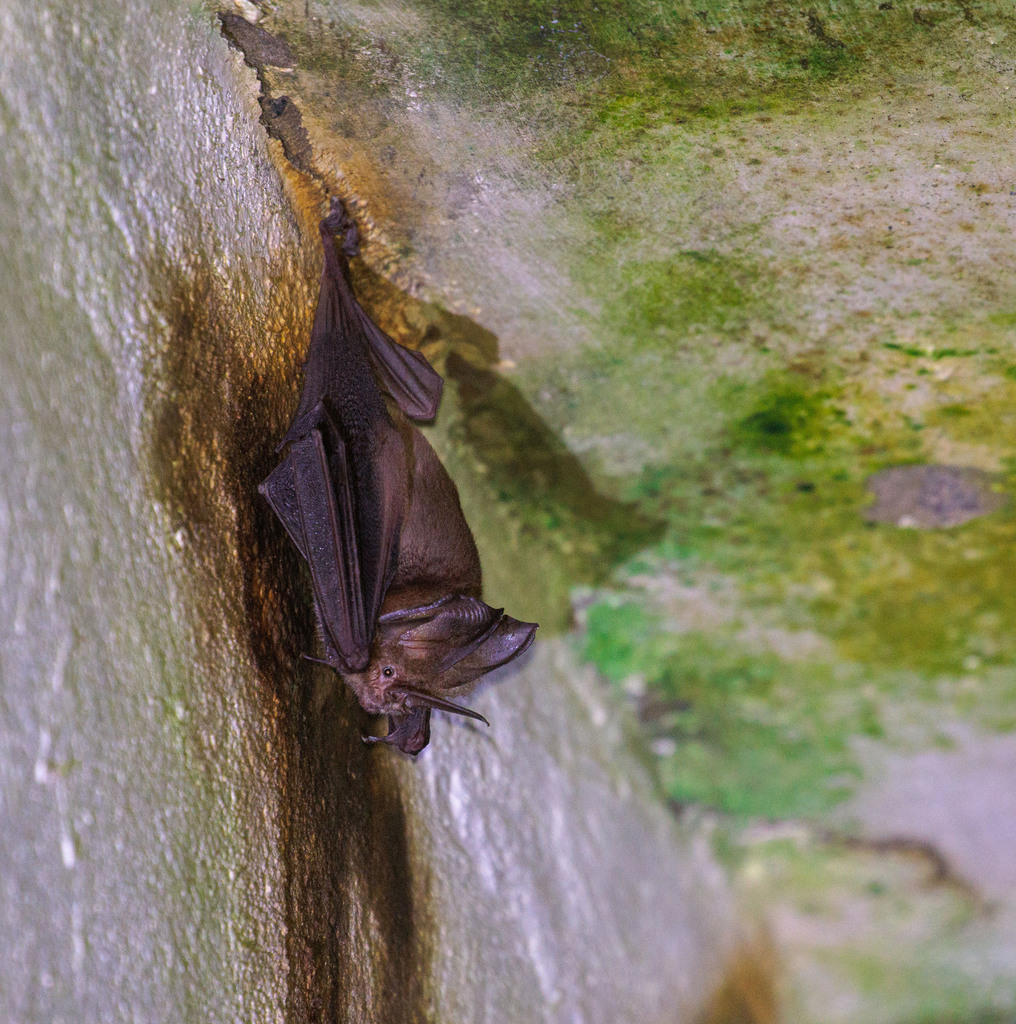 Chauve-souris à nez d'épée de Tomès (Lonchorhina aurita)