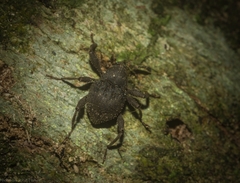 Onidistus araneus