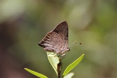 Paralucia pyrodiscus