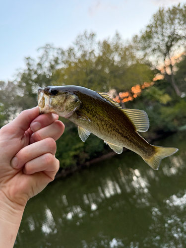 Largemouth Bass