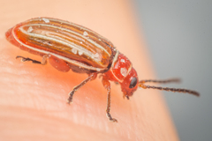 Disonycha conjugata
