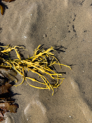 Knotted Wrack