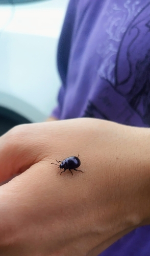 violet leaf beetle