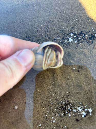 Long-claw Hermit Crab