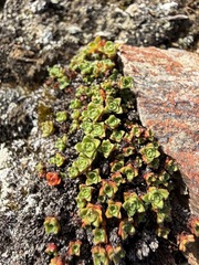 Saxifraga oppositifolia, photograph (c) Matt Berger, some rights reserved (CC BY)