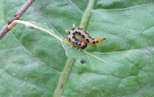 Hazel Sawfly