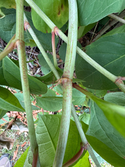 Reynoutria japonica, photograph (c) Patrice Dupont, some rights reserved (CC BY)