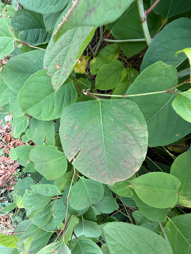 Reynoutria japonica, photograph 4