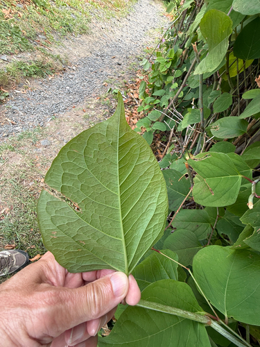 Reynoutria japonica, photograph 5