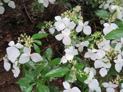 Hydrangea scandens