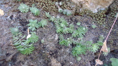 Sedum versadense