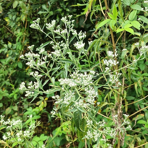 late boneset