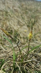 Carex richardsonii