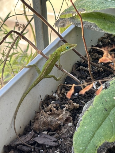 Green Anole