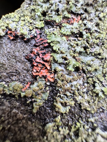 Orange-cored Shadow Lichen