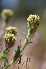 Castilleja cinerea