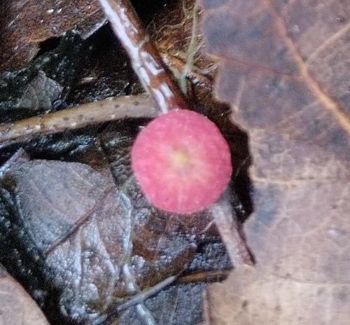Smooth Spangle Gall Wasp