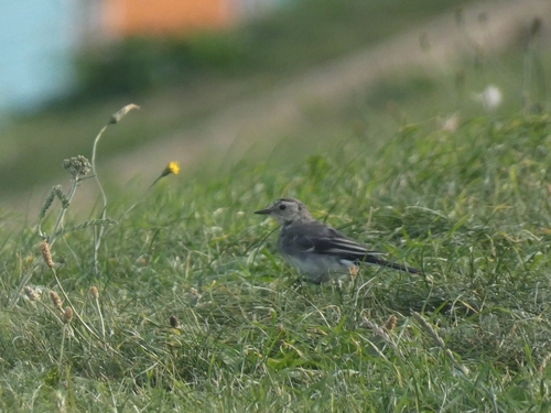 White Wagtail
