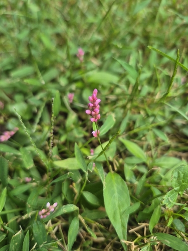 low smartweed