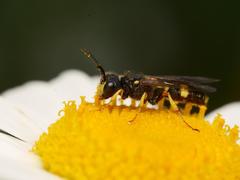 Cerceris rybyensis