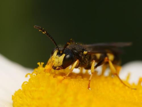 Ornate-tailed Digger Wasp photo 2