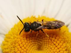 Cerceris rybyensis