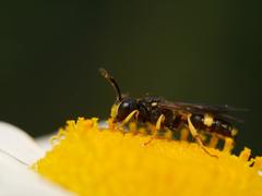 Cerceris rybyensis