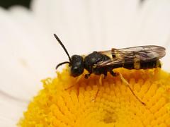 Cerceris rybyensis