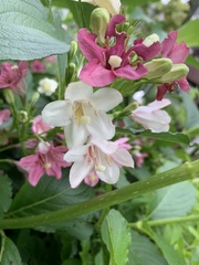 Weigela coraeensis