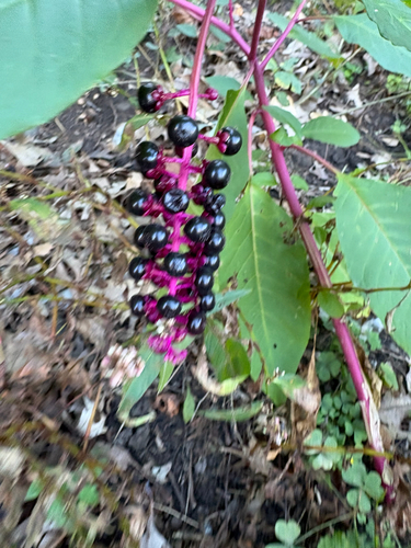 American pokeweed