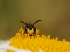 Cerceris rybyensis