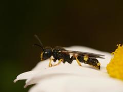 Cerceris rybyensis