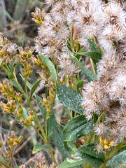 Solidago lepida, photograph author not stated, no rights reserved