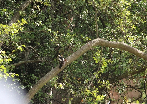 Syrian Woodpecker