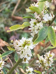 Melilotus albus, photograph author not stated, no rights reserved