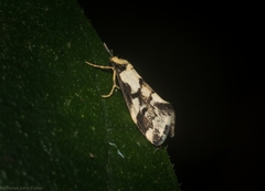 Philenora chionastis