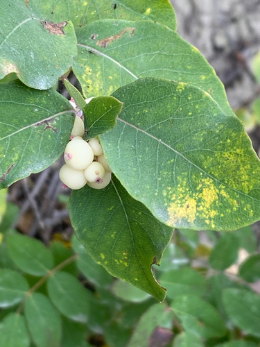 Symphoricarpos occidentalis, photograph 5