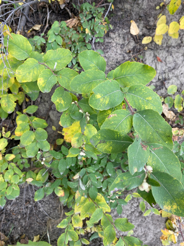 Symphoricarpos occidentalis, photograph 6