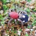 Velvet-ant Mimicking Spider - Photo (c) Thilina Hettiarachchi, some rights reserved (CC BY-NC), uploaded by Thilina Hettiarachchi