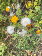 Sonchus arvensis, photograph author not stated, no rights reserved
