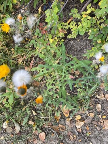 Sonchus arvensis, photograph 4