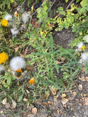 Sonchus arvensis, photograph author not stated, no rights reserved
