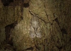 Polylopha epidesma